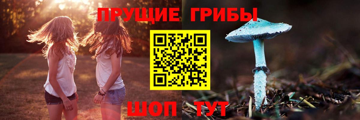 Галлюциногенные грибы Psilocybine cubensis Истра